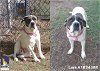 adoptable Dog in houston, TX named LARA