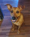 adoptable Dog in houston, TX named DAWNYA