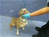 adoptable Dog in hou, TX named BRIELLE
