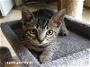 adoptable Cat in houston, TX named LEROY