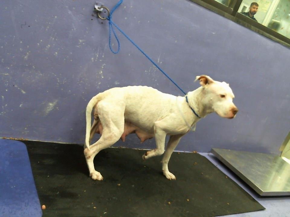 adoptable Dog in Houston, TX named FREYA