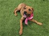 adoptable Dog in houston, TX named BETHANY