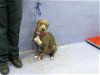 adoptable Dog in houston, TX named HARLEY