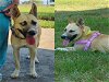 adoptable Dog in houston, TX named KIRA