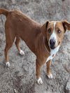 adoptable Dog in houston, TX named KYLO
