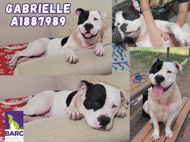 adoptable Dog in Houston, TX named GABRIELLE