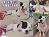 adoptable Dog in hou, TX named GABRIELLE