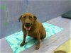 adoptable Dog in houston, TX named DESTINY