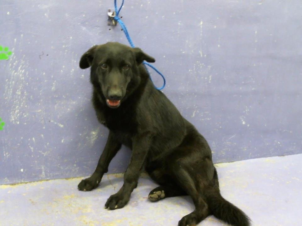 adoptable Dog in Houston, TX named JEMMY