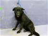 adoptable Dog in houston, TX named JEMMY