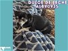 adoptable Dog in houston, TX named DULCE DE LECHE