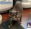 adoptable Cat in houston, TX named JAX