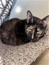 adoptable Cat in houston, TX named CLEOPATRA