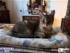 adoptable Cat in hou, TX named DEE