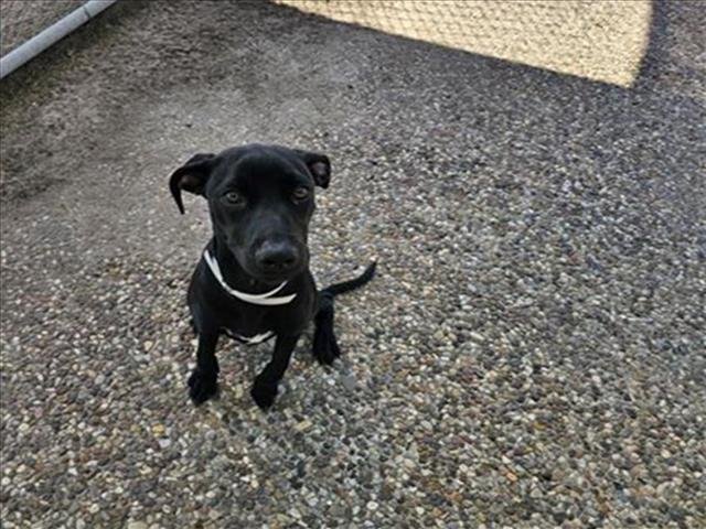 adoptable Dog in Houston, TX named CHLOE