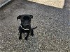 adoptable Dog in houston, TX named CHLOE