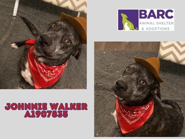 adoptable Dog in Houston, TX named JOHNNIE WALKER