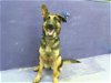 adoptable Dog in hou, TX named FREYA