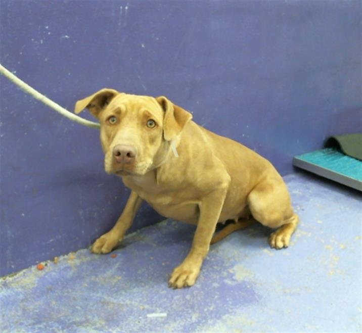 adoptable Dog in Houston, TX named GINGER