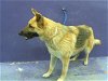 adoptable Dog in houston, TX named BAXSTON