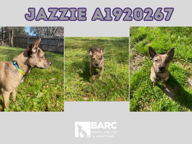 adoptable Dog in Houston, TX named JAZZIE