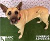 adoptable Dog in houston, TX named JUNEBUG