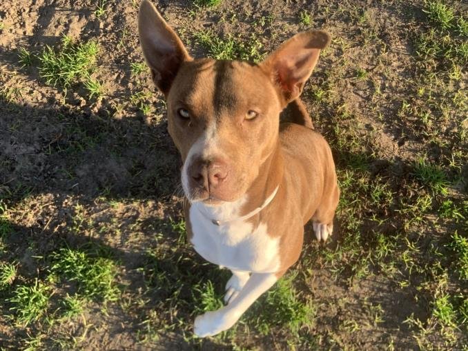 adoptable Dog in Houston, TX named DOTTIE