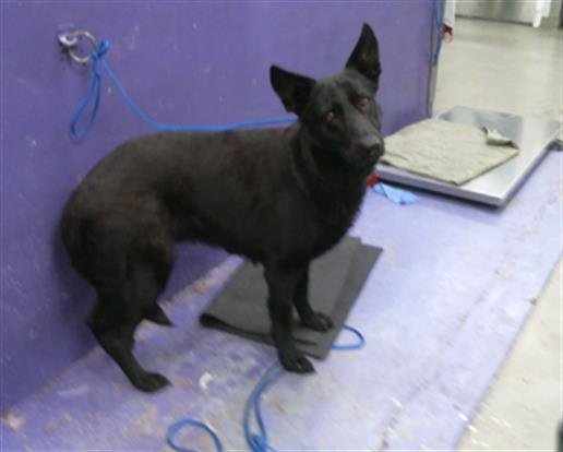adoptable Dog in Houston, TX named SHADOW