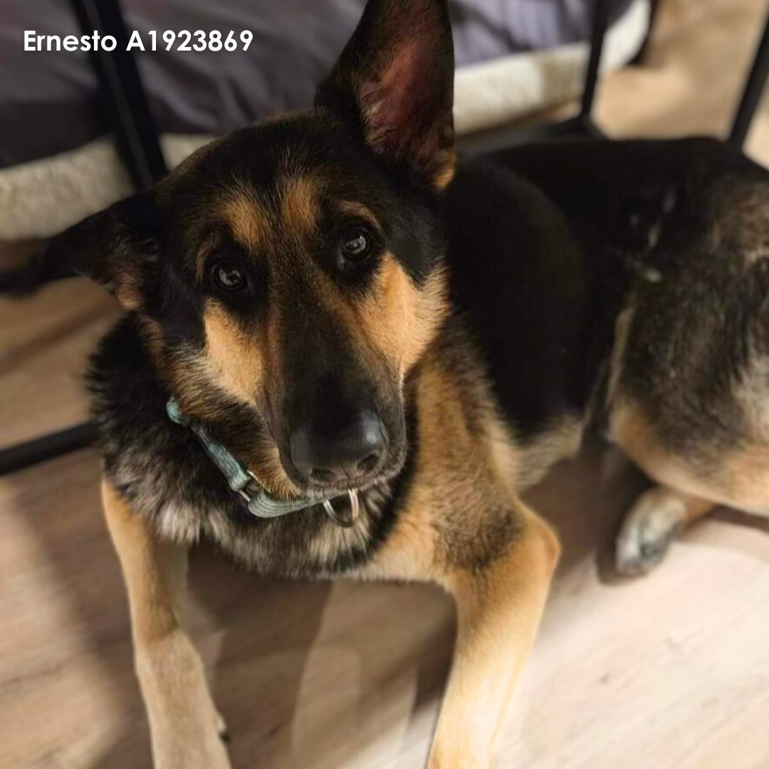 adoptable Dog in Houston, TX named ERNESTO