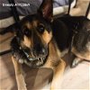 adoptable Dog in hou, TX named ERNESTO