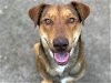 adoptable Dog in houston, TX named BUCKLEY
