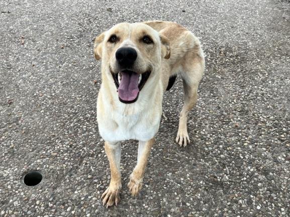adoptable Dog in Houston, TX named ELLE WOODS