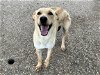 adoptable Dog in hou, TX named ELLE WOODS