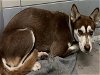 adoptable Dog in houston, TX named BRENDA