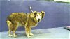 adoptable Dog in houston, TX named KAYLA