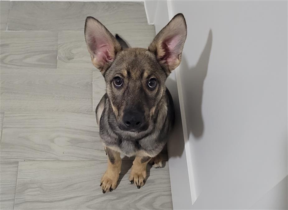 adoptable Dog in Houston, TX named ALEXA