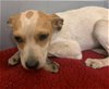 adoptable Dog in houston, TX named LAINEY WILSON