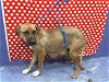 adoptable Dog in houston, TX named BAHAMA