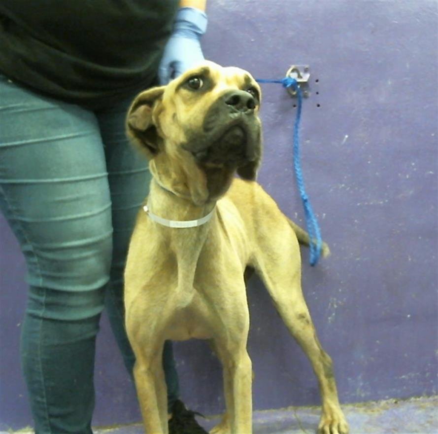 adoptable Dog in Houston, TX named GLORIA