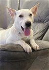 adoptable Dog in houston, TX named BEATRIX