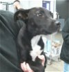 adoptable Dog in houston, TX named KELLY