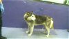 adoptable Dog in houston, TX named CHIPPER