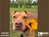 adoptable Dog in houston, TX named DASHER