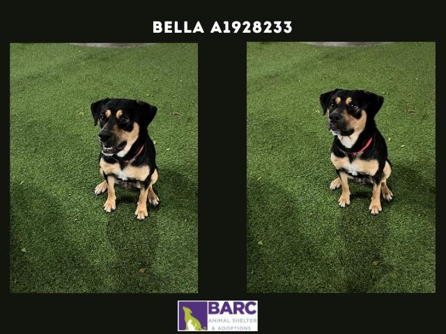 adoptable Dog in Houston, TX named BELLA