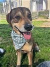 adoptable Dog in houston, TX named BENNY