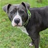 adoptable Dog in houston, TX named COOPER