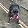 adoptable Dog in houston, TX named CINCO