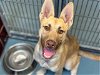 adoptable Dog in houston, TX named CHESTER