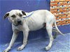 adoptable Dog in houston, TX named KING