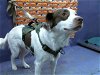 adoptable Dog in houston, TX named IVORY